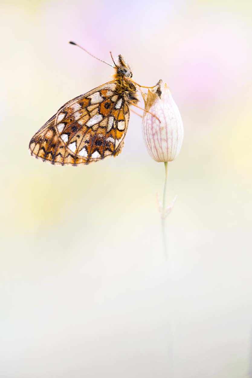 Boloria selene Braunfleckiger Perlmutterfalter