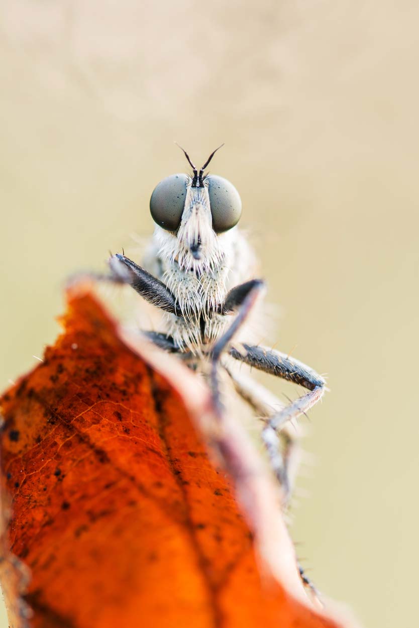 Gemeine Raubfliege