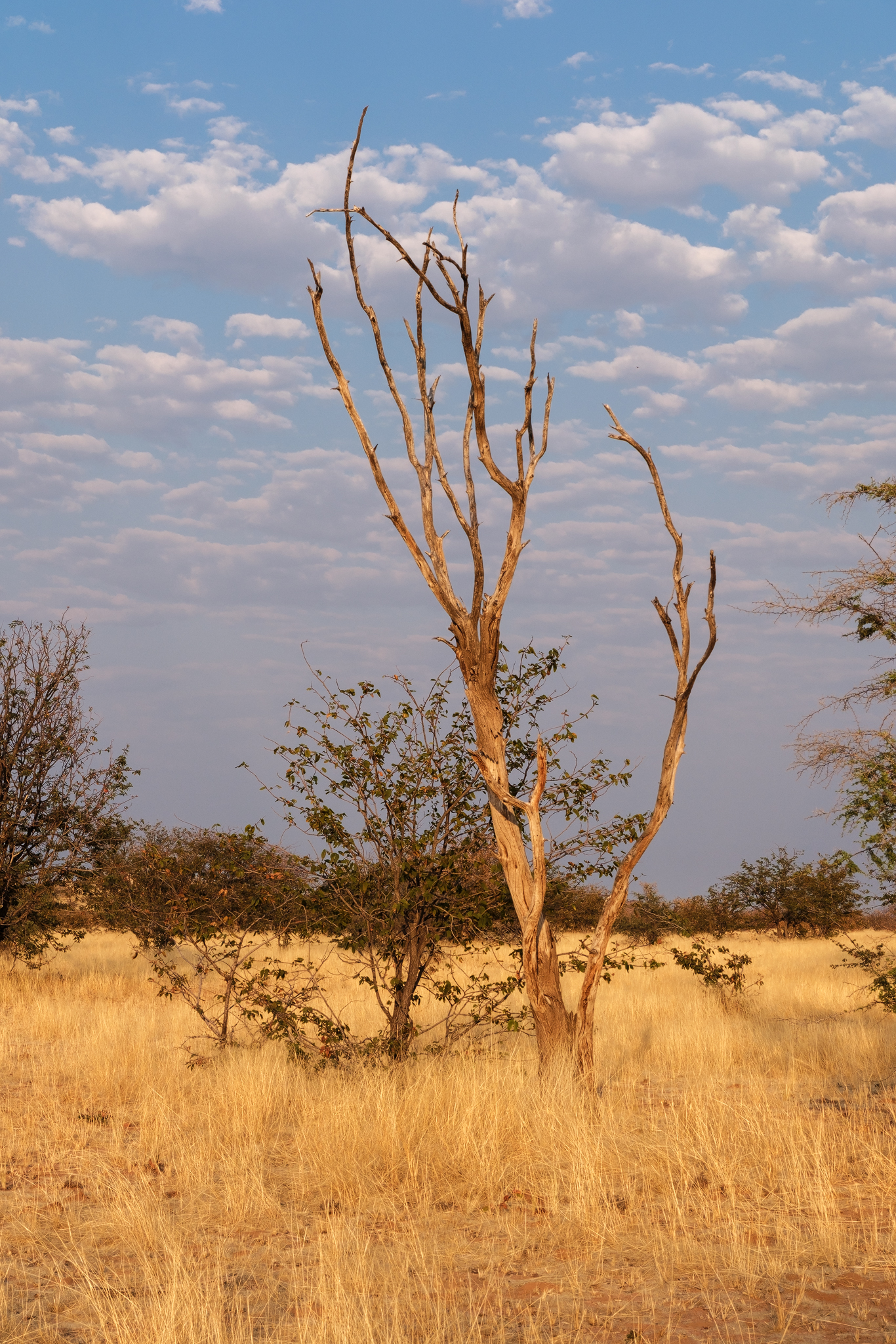 namibia baum