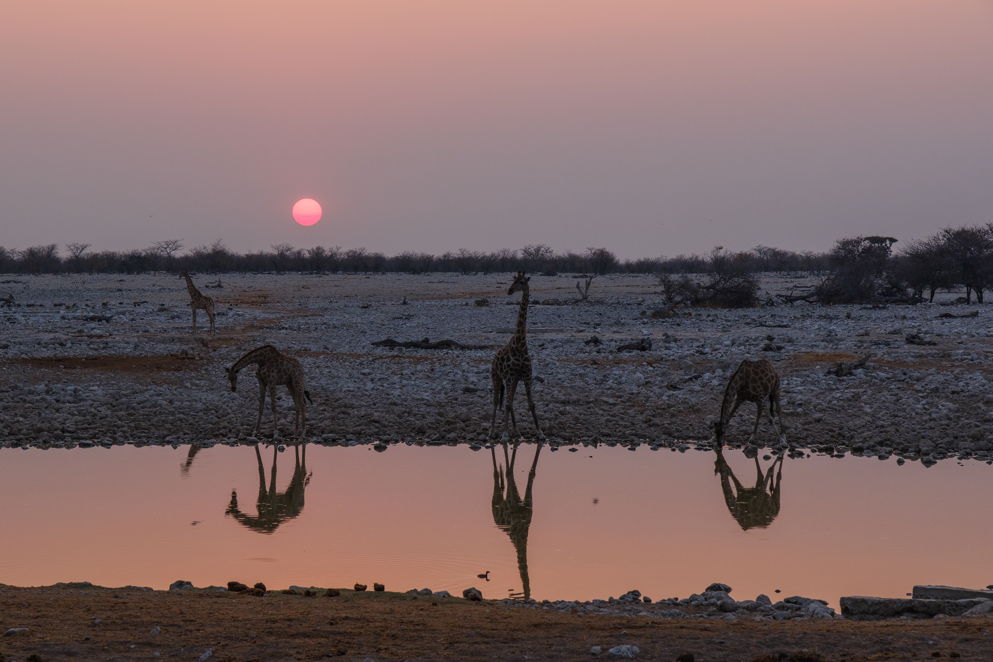 namibia girafen abend 1