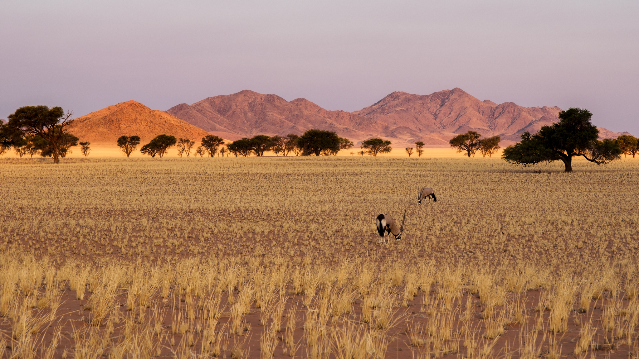 namibia oryx wueste 1