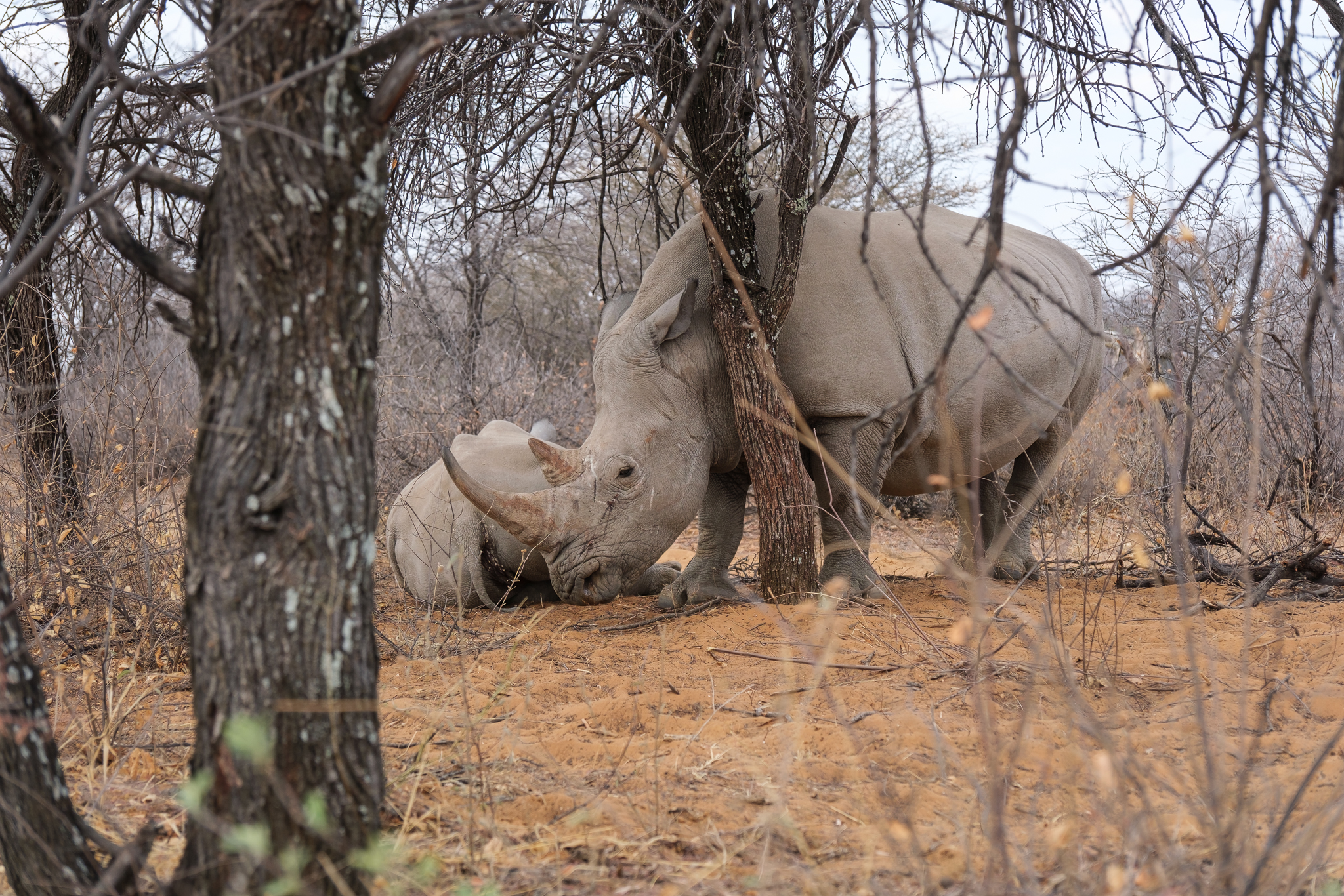 namibia rhino