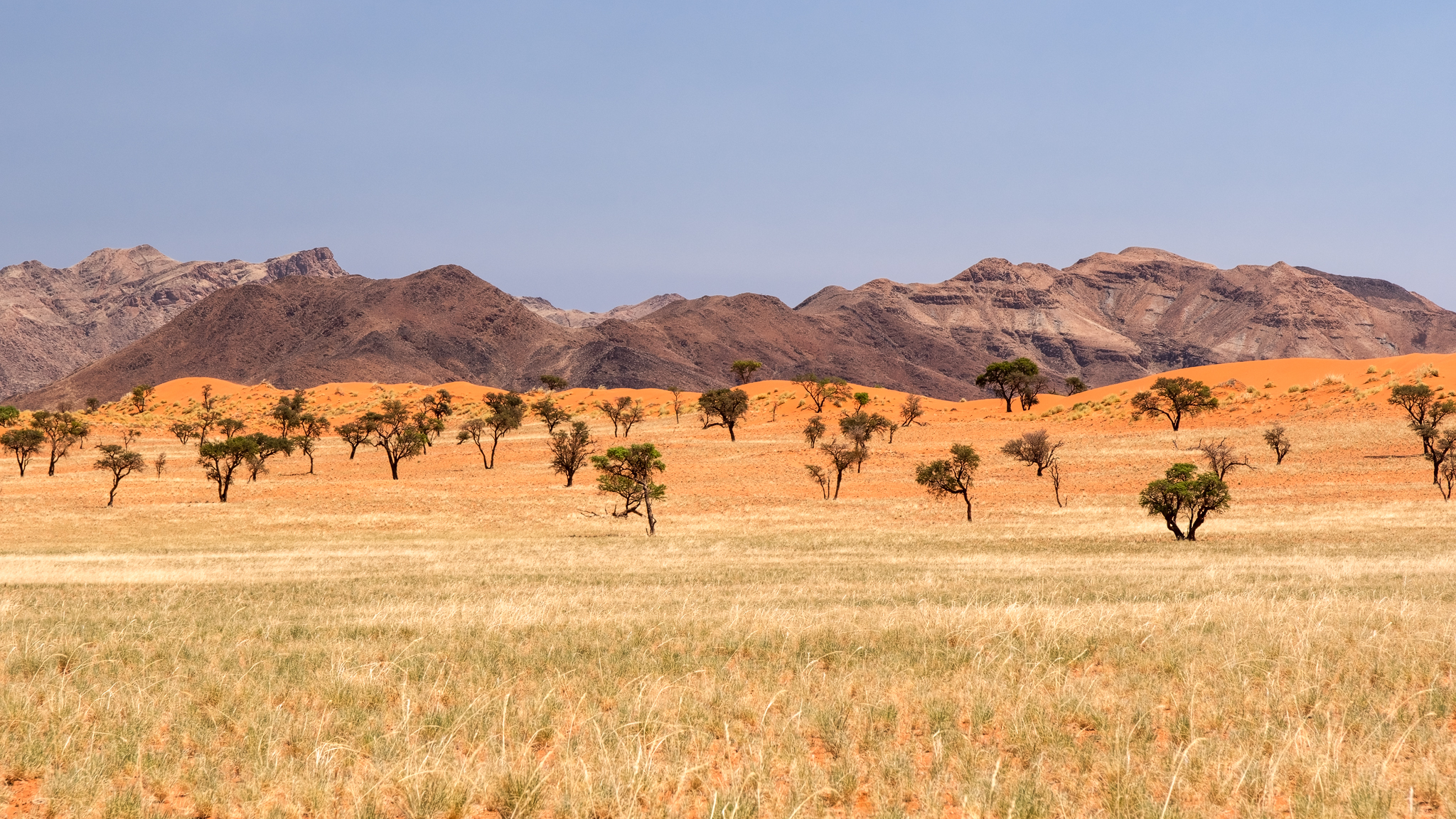 namibia wueste grass