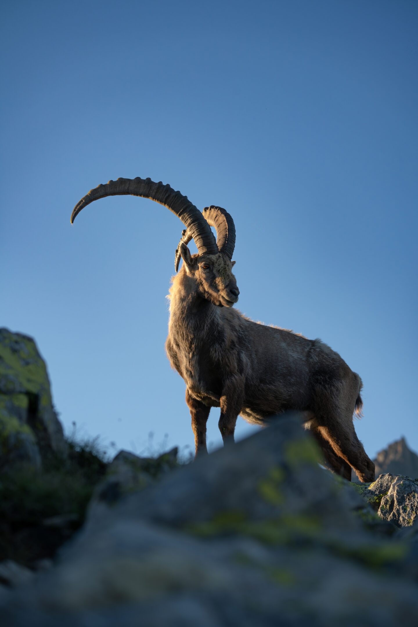Steinbock Nufenen 4