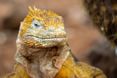Galapagos_Tamron_1__DSC9737